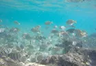 Snorkelling the shallows Snorkelling the shallows - Bounty Island Resort Fiji