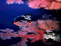 Diving at Beachcomber Island Resort