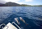 Dolphins - Koro Sun Resort