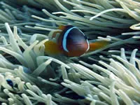 Diving at Matava the Astrolabe Hideaway