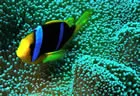 Scuba Diving - Paradise Taveuni