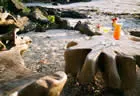 Cocktails on the beach - Royal Davui Island Resort
