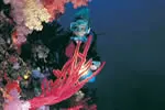 Scuba diving - Taveuni Island Resort