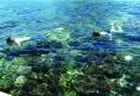 Snorkelling